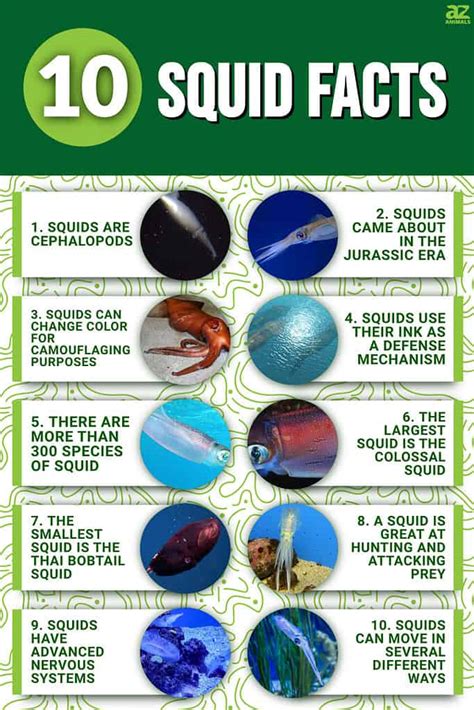 Squid Animal Facts .